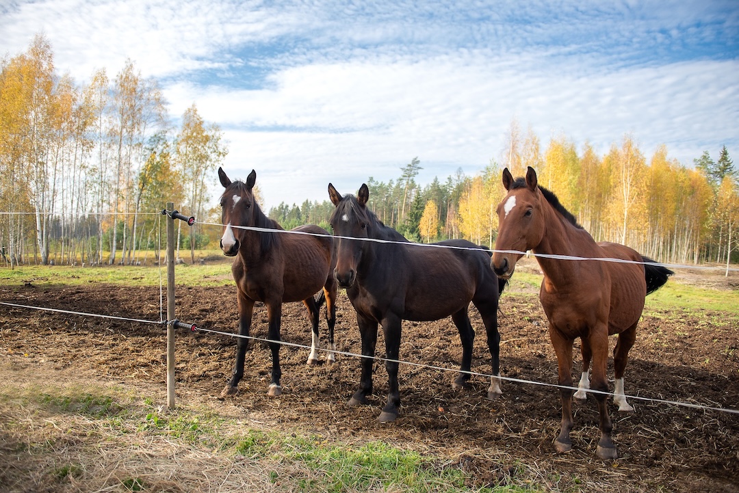 Three horses stand side by side behind a fence in an open pasture, surrounded by autumn trees and soft daylight, symbolizing calm strength and rural animal life.