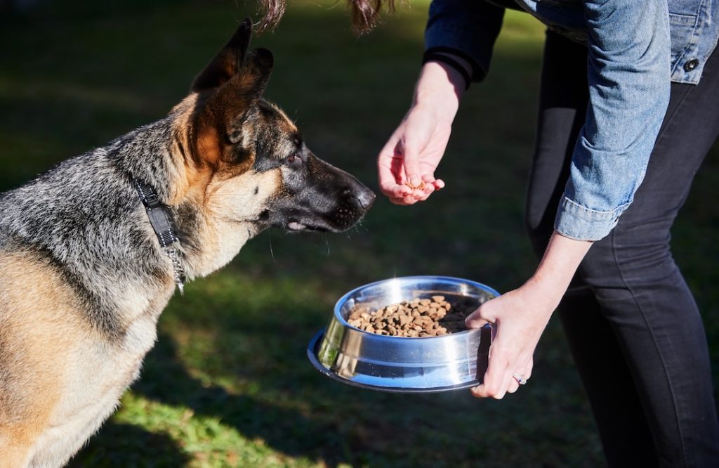 How Often Should You Feed Your Dog or Cat