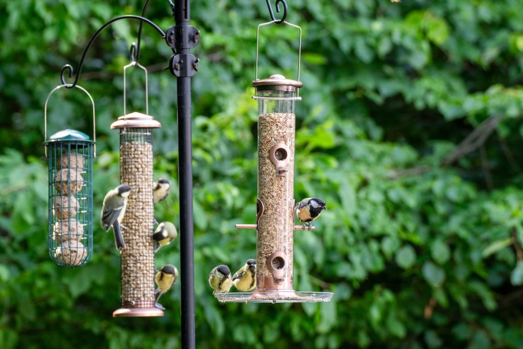 Photo of birds eating seeds from a bird feeder in summer in the garden