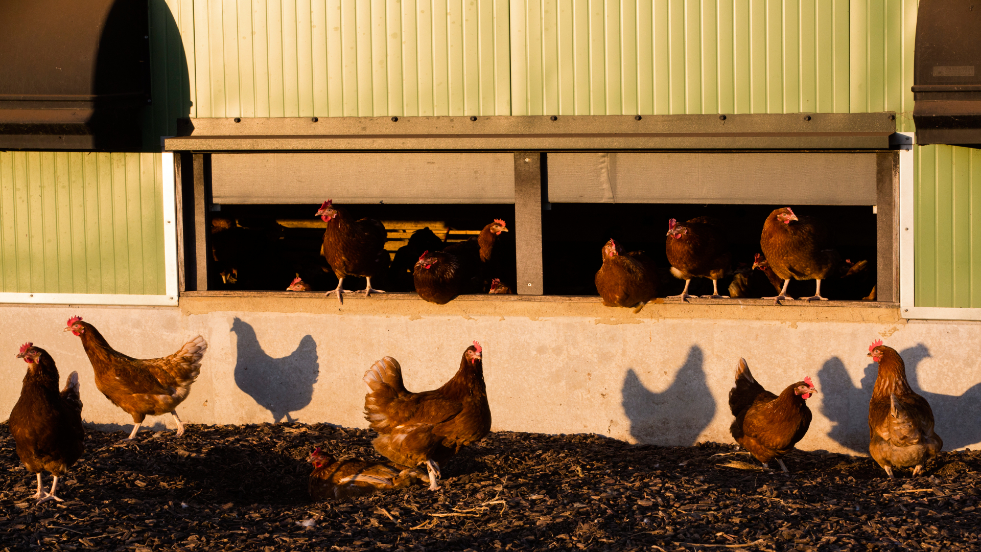How to Protect Poultry from Predators
