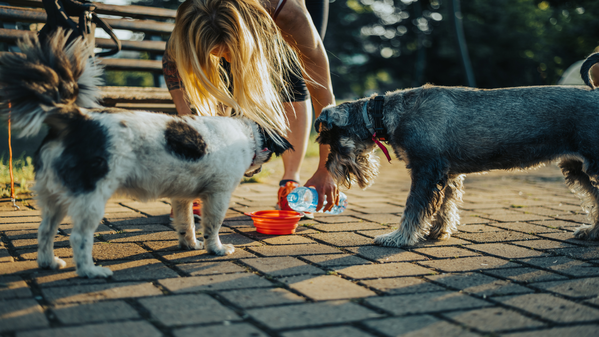 Summer Pet Feeding Tips