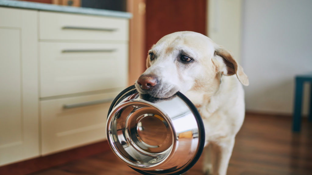 Signs Your Dog May Need a Diet Change