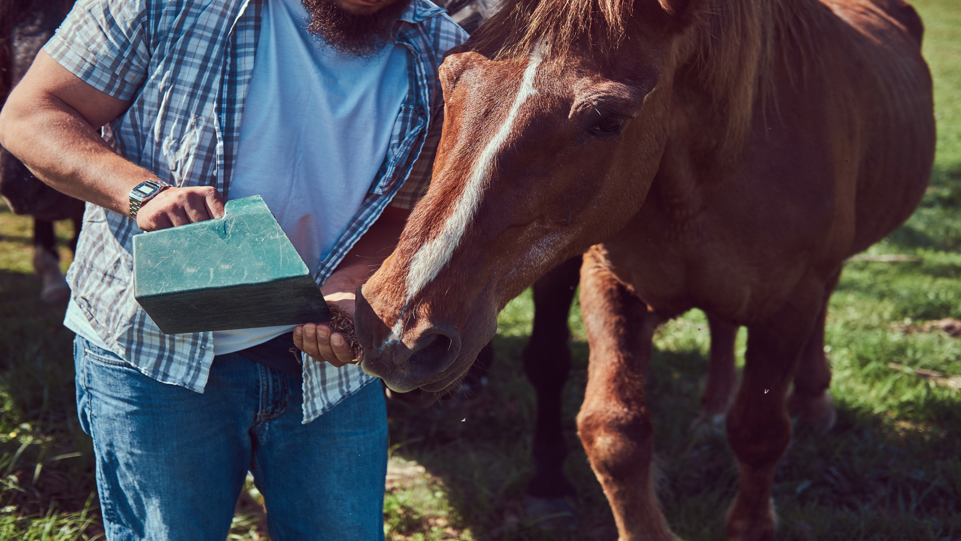 Understanding Your Horse’s Nutritional Needs