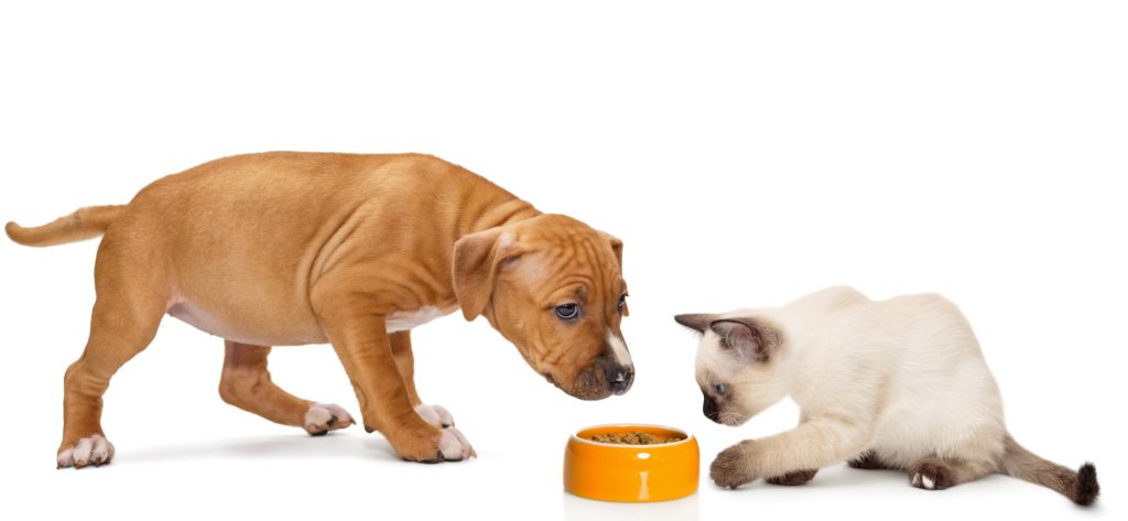 What to Look for in Healthy Cat and Dog Treats
